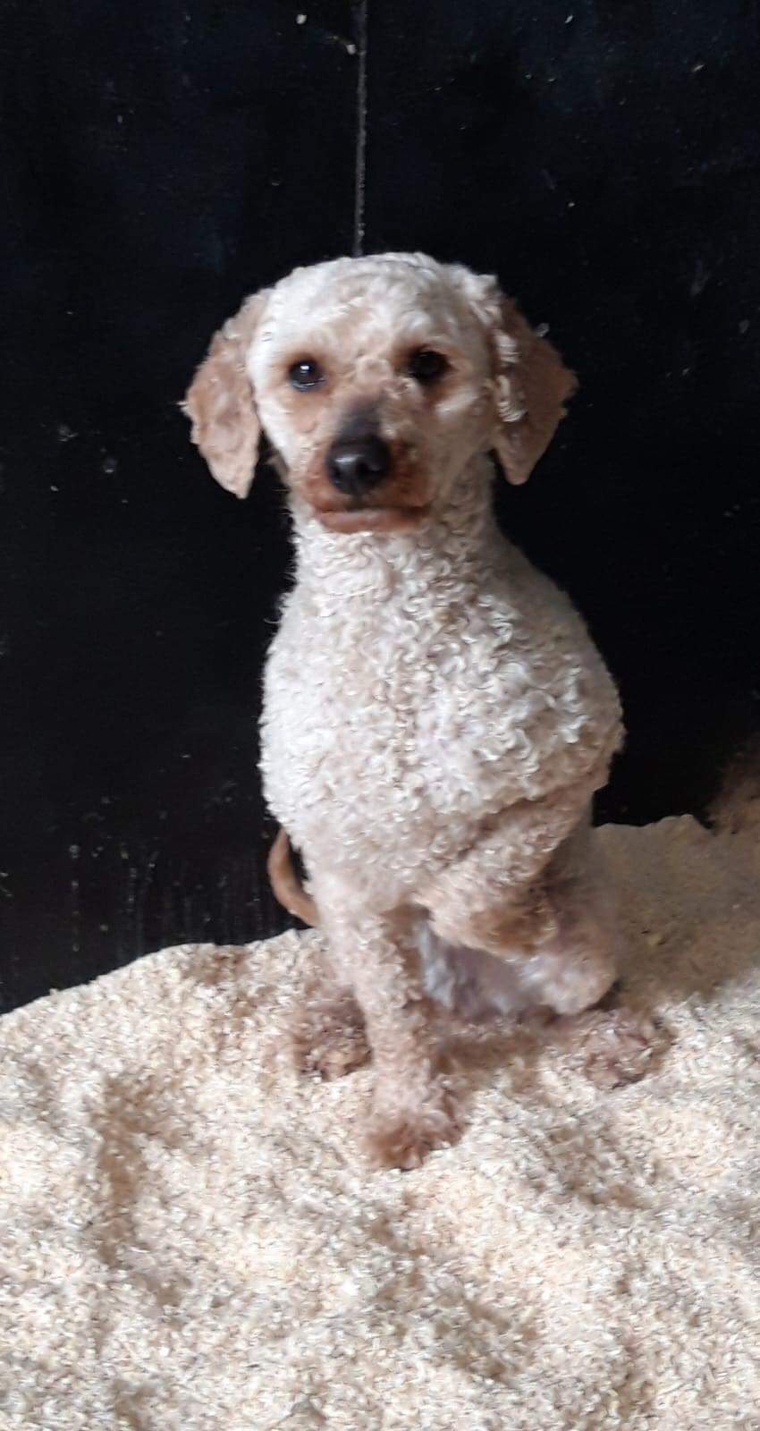 Babette ons eerste officiële opvanghondje