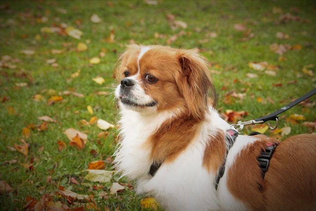 Dony 4 jaar in Nederland