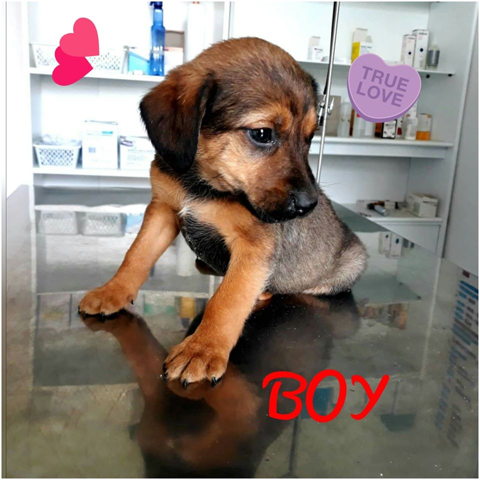 Boy reutje (in Bosnië)