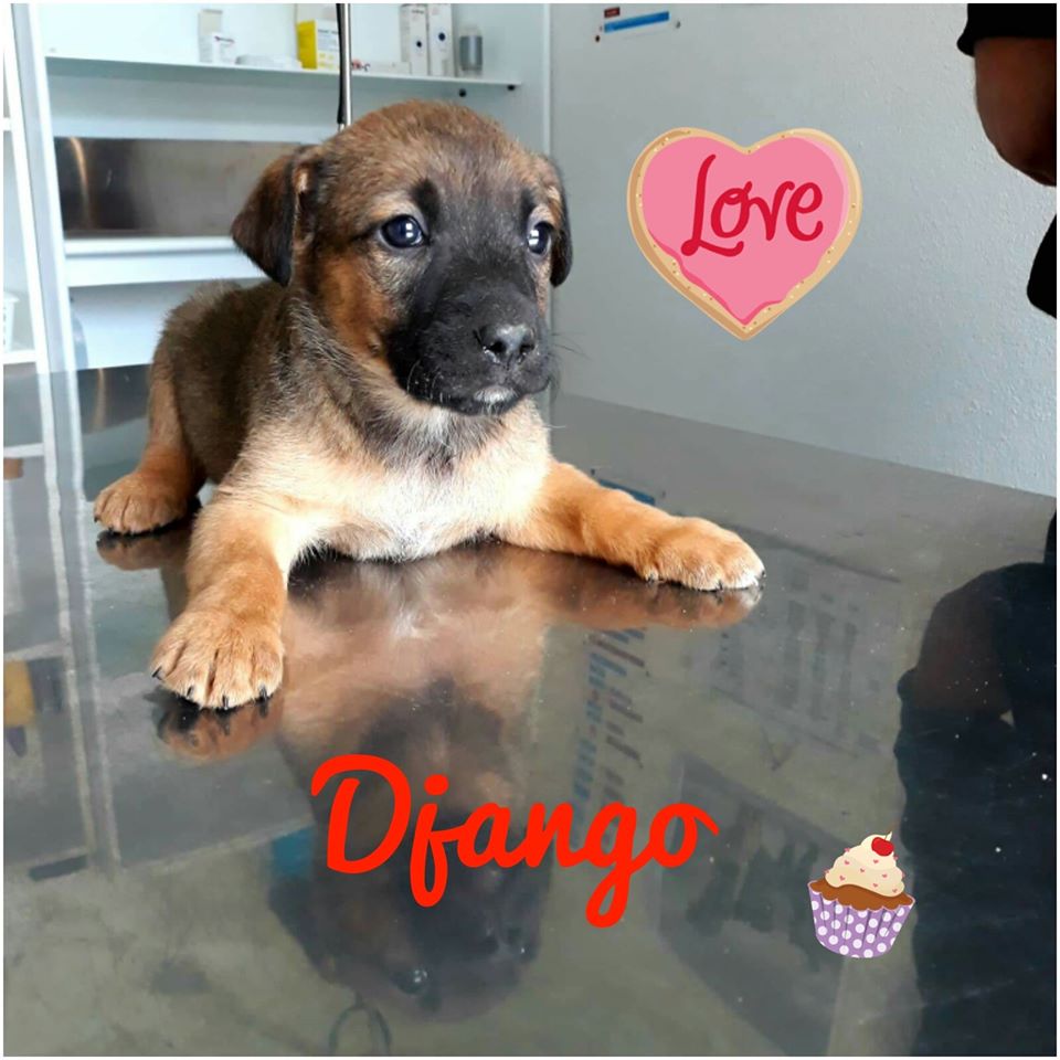 Django 2 maand ( in Bosnië)