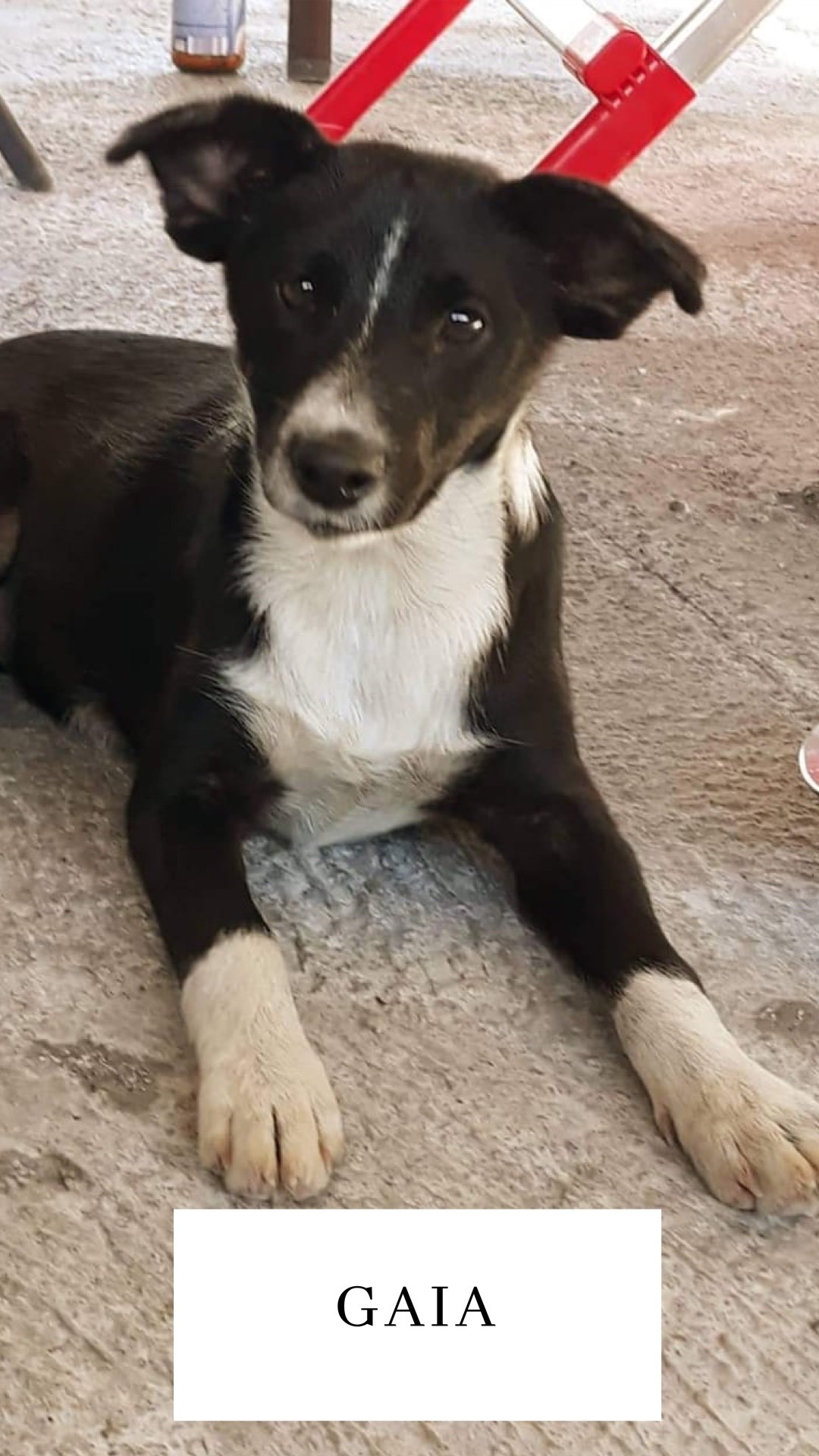 Gaia Teef 1jaar in Bosnië