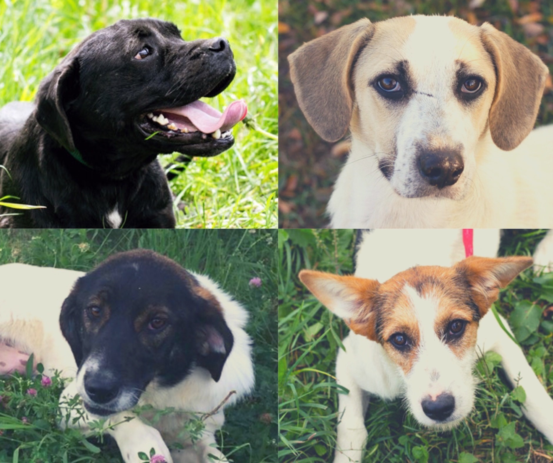 Binnenkort in opvang